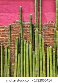 Oaxaca City, Cactus And Wall