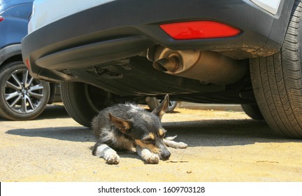 Oaxaca, Mexico - Aug 16, 2019: Stray Dog Under A Car In The Streets Of Oaxaca. Mexican Cities Are Notorious For The Large Amount Of Stray Dogs Wandering In Their Markets, Bus Stations And Cemeteries.