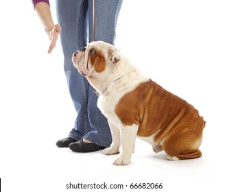 Obedience Training Dog - Hand Of Person Giving The Stay Command To English Bulldog On White Background