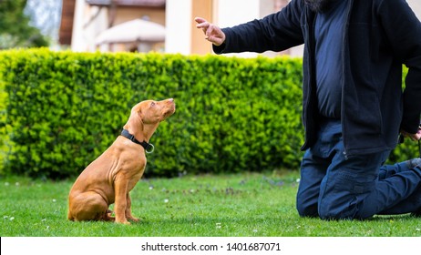 Obedience Training. Man Training His Vizsla Puppy The Sit Command Using Treats.