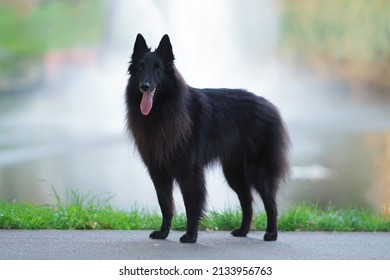 Obedient Belgian Shepherd dog Groenendael posing outdoors standing on an asphalt near a fountain in a city park summer