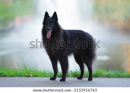 Obedient Belgian Shepherd dog Groenendael posing outdoors standing on an asphalt near a fountain in a city park summer