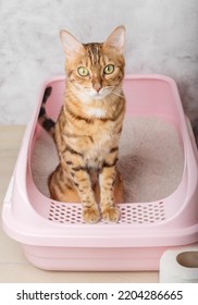 An obedient Bengal cat sits in a cat litter box in a room. Toilet training your pet.