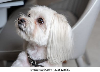 Obedient Chinese Crested Dog Sits Next To Owner And Begs For Food. Dog Looks With Sad Eyes Ask Begging For Food.