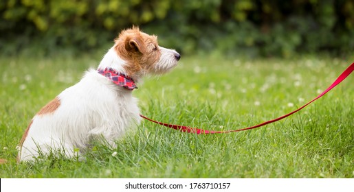 Obedient cute smart jack russell terrier dog puppy sitting and waiting in the grass on a red leash and looking to his owner. Pet obedience training concept, web banner.