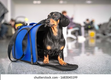 Obedient dachshund dog sits in blue pet carrier in public place and waits the owner. Safe travel with animals by plane or train. Customs quarantine before or after transporting animals across border