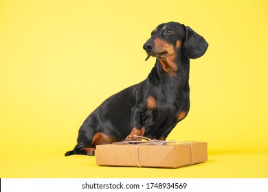 Obedient Dachshund Dog Sits With Craft Box Decorated With Lace And Bow On Yellow Background, Copy Space For Advertising Text. Gift Wrapping Or Delivery Service