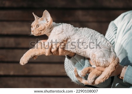 Obedient Devon Rex Cat With Bright White Orange Fur Color Peeks Out From Under Owners Coat. Curious Playful Funny Cute Amazing Devon Rex Cat. Cats Portrait. Amazing Happy Pets. Bold Blue Cat Eyes