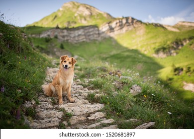 Obedient Dog In The Beautiful Mountains. Hiking With Dog. Adventure With Dogs. 