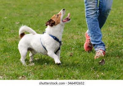 Obedient Dog Doing Walking Exercise With Owner