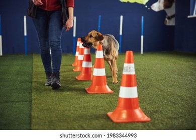 Obedient Dog Performing An Agility Exercise Assisted By A Trainer