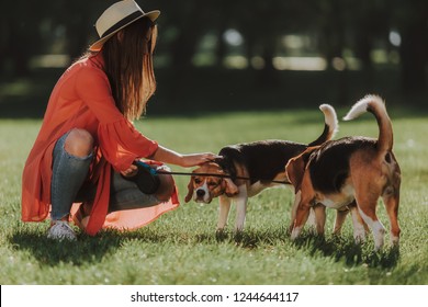 Obedient dogs. Young woman in cute hat is stroking two beagles in sunny park Adlı Stok Fotoğraf