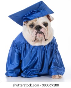 obedient english bulldog wearing graduate gown and hat