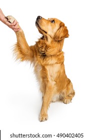 Obedient Golden Retriever Dog Sitting To Side Raising Paw To Shake Hands With A Person