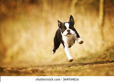 obedient, happy, beautiful, healthy and young black boston terrier or french bulldog puppy running fast on a dirt road, flying - Powered by Shutterstock
