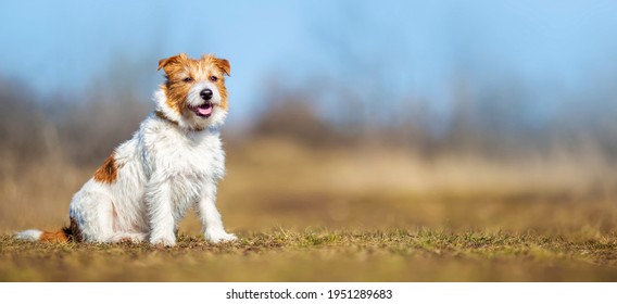 Obedient Happy Dog Puppy Sitting In The Grass. Pet Training Concept, Web Banner.