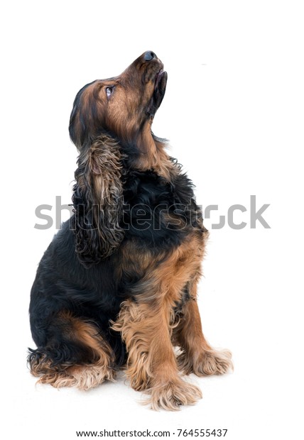 pedigree spaniel