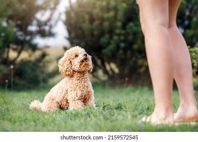 An Obedient Poodle Toy Dog Sits On The Grass Looking At The Hostess And Waiting For Her Team. Pet Owner Train His Dog Poodle In The Park.