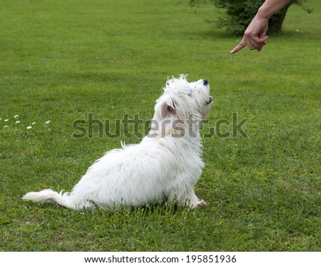 obedient puppy dog maltese breed