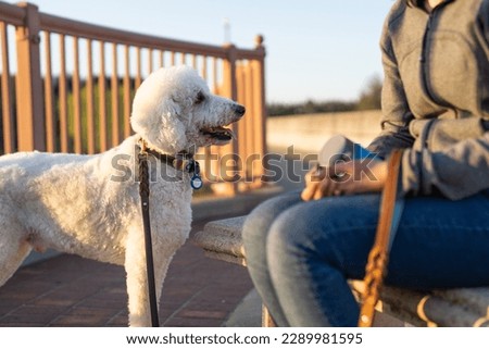 Obedient Service Dog Standing Next to Owner