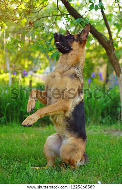 Obedient Shorthaired German Shepherd Dog Sitting Stock Photo Edit