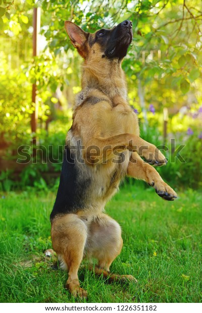 Obedient Shorthaired German Shepherd Dog Standing Stock Photo