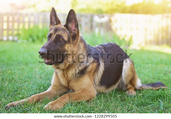 Obedient Shorthaired German Shepherd Dog Lying Animals Wildlife