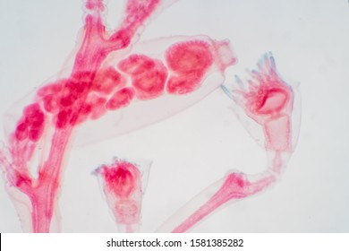 Obelia Is A Genus Of Hydrozoa, A Class Of Mainly Marine And Some Freshwater Animal Species That Have Both Polyp And Medusa Stages In Their Life Cycle. Educaion Of Biology.