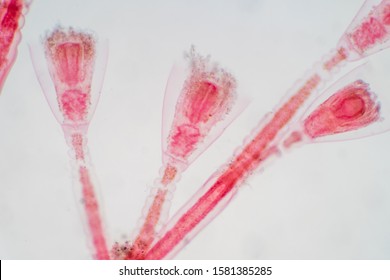 Obelia Is A Genus Of Hydrozoa, A Class Of Mainly Marine And Some Freshwater Animal Species That Have Both Polyp And Medusa Stages In Their Life Cycle. Educaion Of Biology.