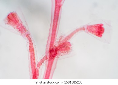 Obelia Is A Genus Of Hydrozoa, A Class Of Mainly Marine And Some Freshwater Animal Species That Have Both Polyp And Medusa Stages In Their Life Cycle. Educaion Of Biology.