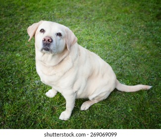  An obese golden labrador retriever looking at you while it sits in the grass peacefully