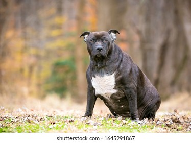 An Obese Pit Bull Terrier Mixed Breed Dog Sitting Outdoors