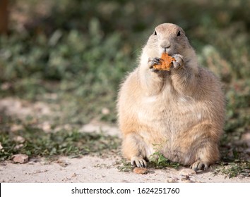 Obese Prairie Dog eating a sugary cookie snack.