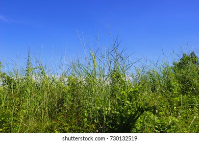 object background