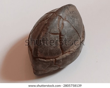 The object features an ovoid shape resembling a complete turtle shell. The surface displays natural cracks that divide the area into smaller panels, similar to the scute structure found on living turtle shells.
