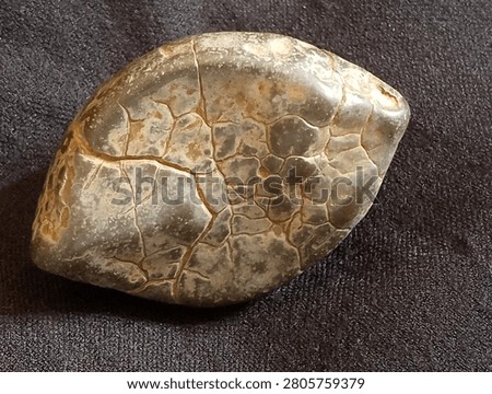The object features an ovoid shape resembling a complete turtle shell. The surface displays natural cracks that divide the area into smaller panels, similar to the scute structure found on living turtle shells.