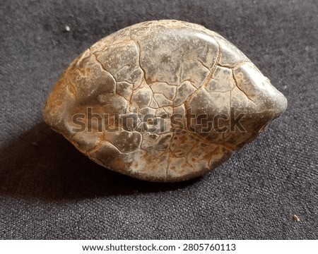 The object features an ovoid shape resembling a complete turtle shell. The surface displays natural cracks that divide the area into smaller panels, similar to the scute structure found on living turtle shells.