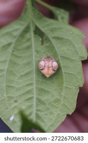 The object in the image is a bird droppings weaving spider, most likely the species Cyrtarachne perspicillata. 