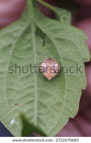 The object in the image is a bird droppings weaving spider, most likely the species Cyrtarachne perspicillata. 