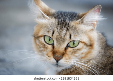 object A macro shot of a young tabby cat's face. Focus on his gorgeous green eyes photography