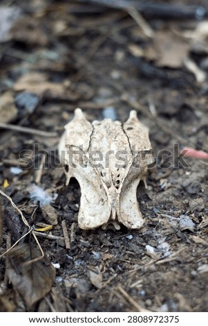 The object is most likely a bird pelvis (synsacrum), not a skull.