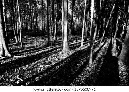 Similar – Image, Stock Photo shadow Environment Nature