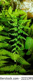 An Object Portrait Of A Fern Leaf That Is Small In Size, Has Small Leaves And A Slender Plant Body