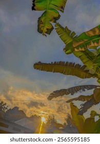 The object is a sunset view surrounded by banana trees