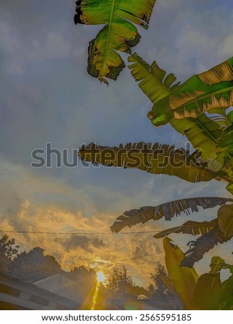 The object is a sunset view surrounded by banana trees
