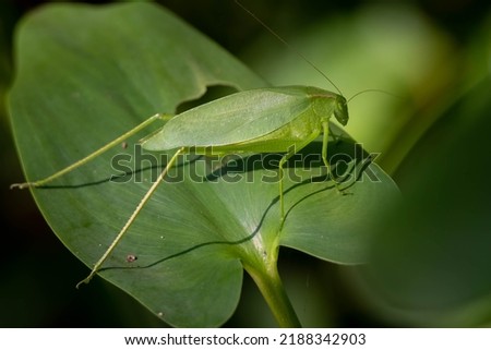 An Oblong-winged Katydid (Amblycorypha oblongifolia) on a large