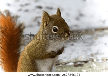 An obnoxious red squirrel close up.