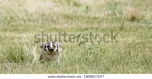 Observant American badger (Taxidea taxus) on the\
western Kansas\
prairie.