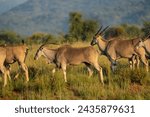 Observation on safari of impala, kudu and wildebeest in the Pilanesberg National Park in South Africa 