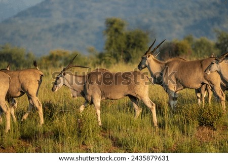 Observation on safari of impala, kudu and wildebeest in the Pilanesberg National Park in South Africa 